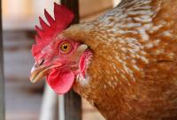 Influenza aviaire : passage au risque modéré