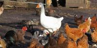 Détection d'un cas d'influenza aviaire dans la faune sauvage