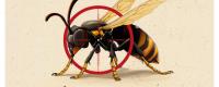 Lutte contre les frelons asiatiques